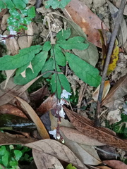 Staurogyne concinnula