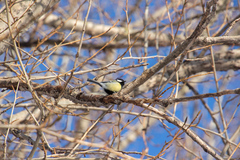 Parus major