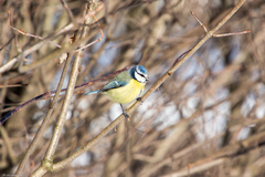 Cyanistes caeruleus