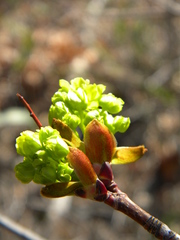 Acer platanoides