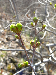 Acer platanoides
