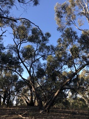 Eucalyptus bridgesiana