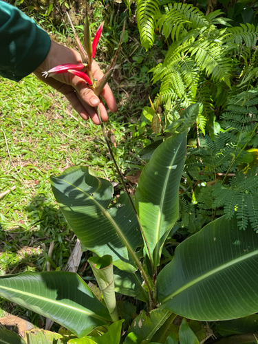 Heliconia metallica observed 2026-04-25