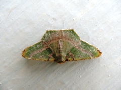 Chloroglyphica variegata