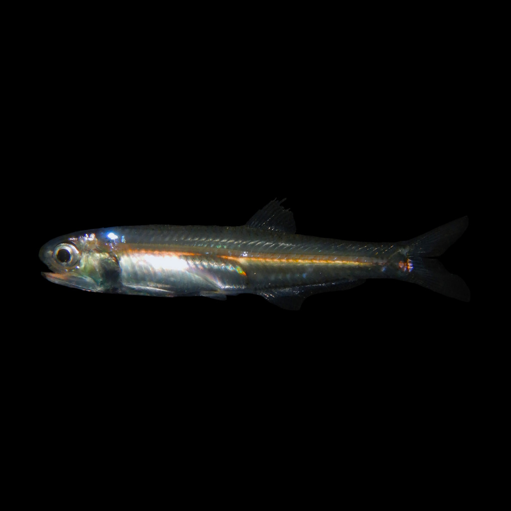 Bay Anchovy
