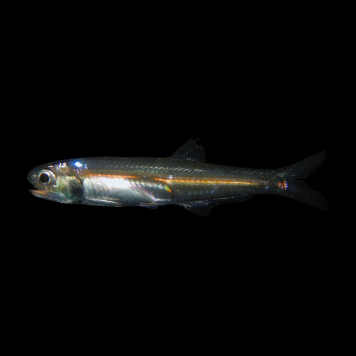 Bay Anchovy