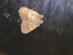 Hydrillodes nilgirialis