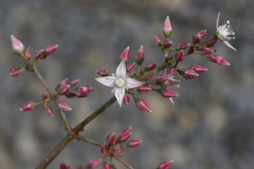 Crassula multicava iNat (1)