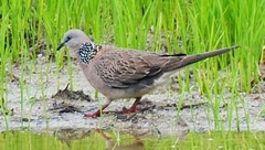 Streptopelia chinensis