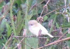 Grey Gerygone photo 6