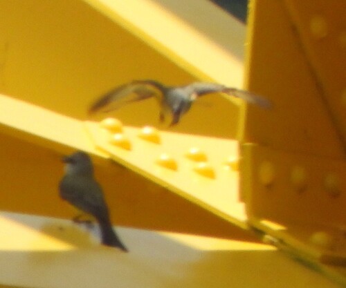 Tropical Kingbird
