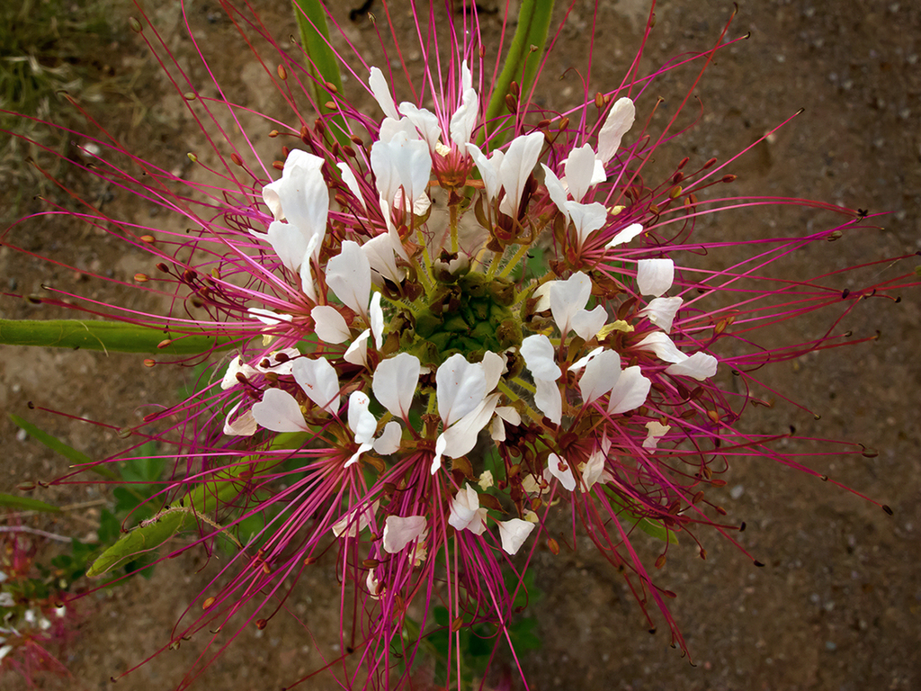 clammyweeds