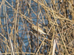 Emberiza schoeniclus