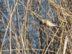 Emberiza schoeniclus