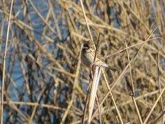 Emberiza schoeniclus