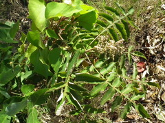 Rhus chinensis