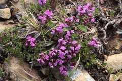 Thymus glabricaulis