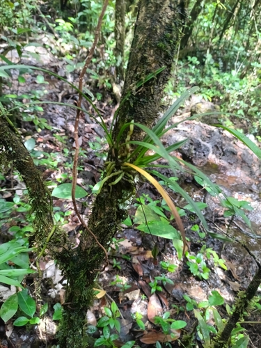 Koellensteinia graminea