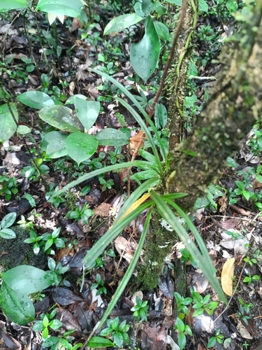 Koellensteinia graminea, photograph 2