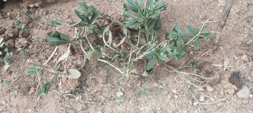 Squareseed Spurge