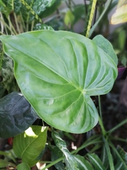 Alocasia cucullata