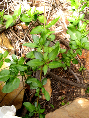 Solanum guineense