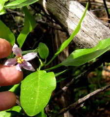 Solanum guineense