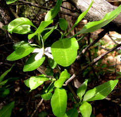 Solanum guineense