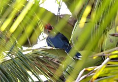 Dasylophus superciliosus