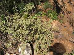Solanum guineense