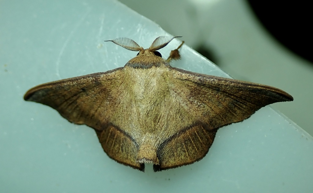 Alheita beroalda