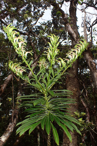 Trematolobelia rockii, 2026-04-25