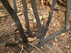 Diospyros dichrophylla