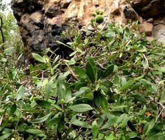 Diospyros dichrophylla