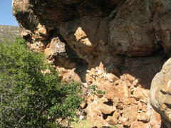 Diospyros dichrophylla