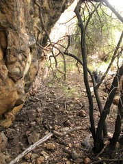 Diospyros dichrophylla