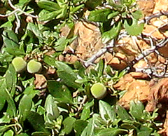 Diospyros dichrophylla