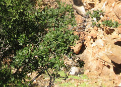 Diospyros dichrophylla