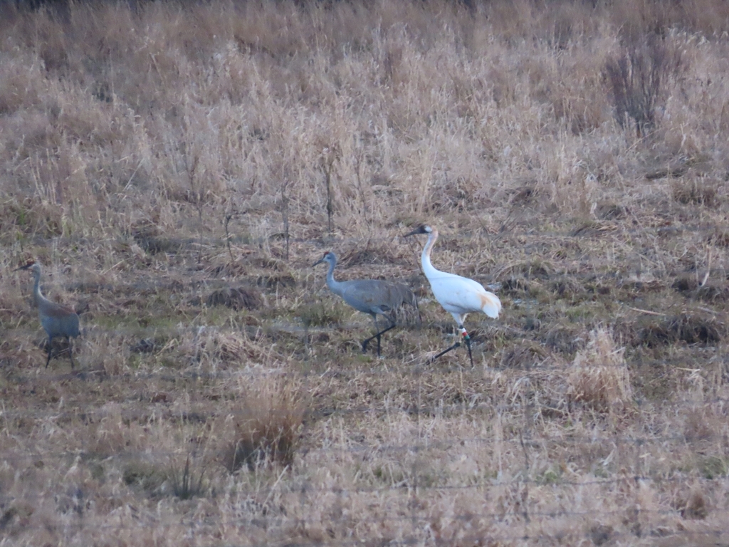 Whooping Crane