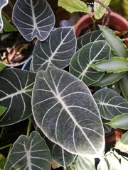 Alocasia reginula (Alocasia reginula)