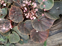 Begonia