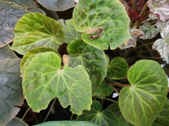 Begonia