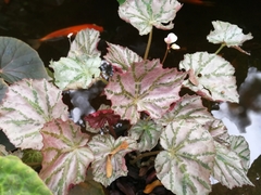 Begonia