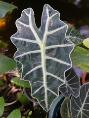 Alocasia amazonica