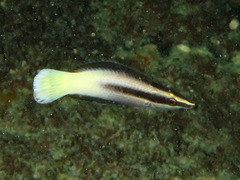 Labroides bicolor