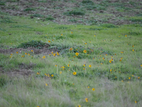 iNaturalist observation photo of California Golden Violet