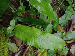 Grypothrix triphylla