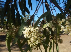 Eucalyptus fasciculosa