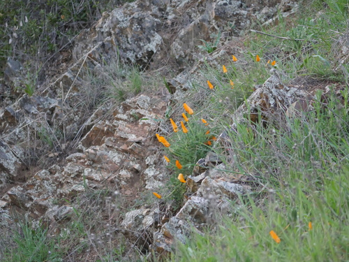 iNaturalist observation photo of California poppy