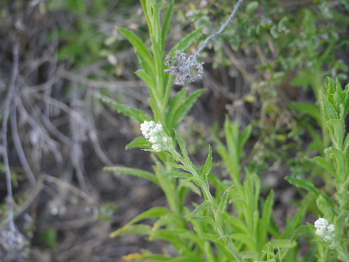 iNaturalist observation photo of California cudweed